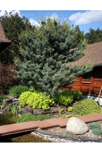 Сосна дрібноквіткова Темпельгоф  у ланшафті